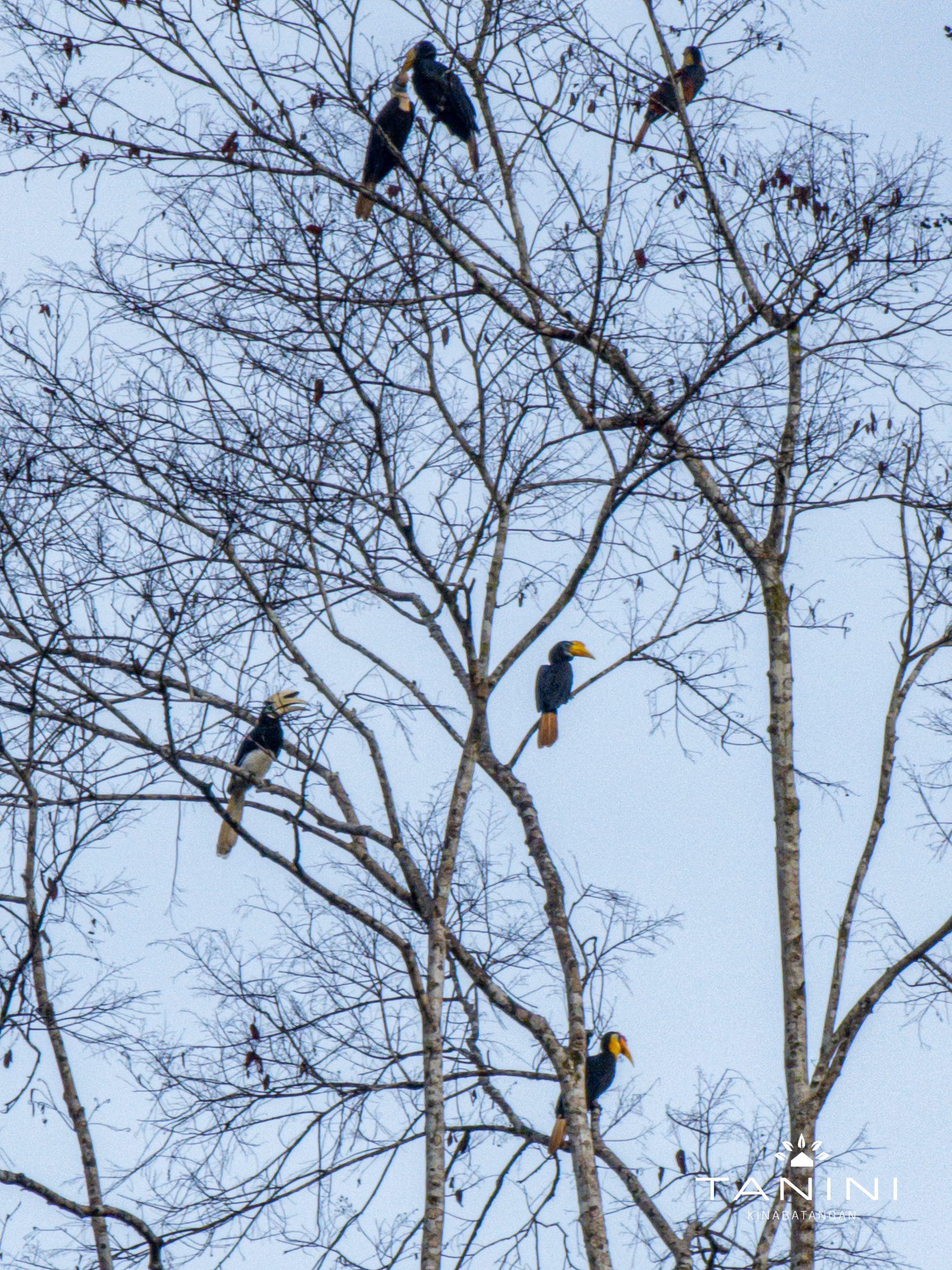 Tanini_Kinabatangan-Activity-River_Cruise-1